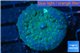 Rhodactis golden blue Tonga 1 polyp WYSIWYG acclimaté