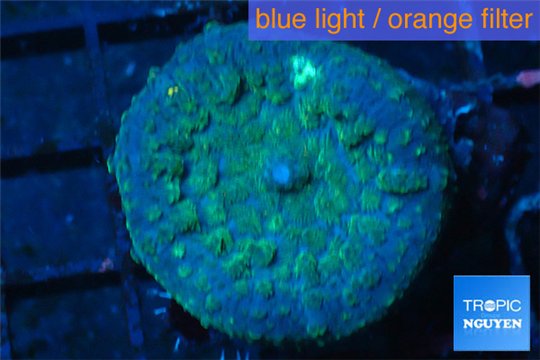 Rhodactis golden blue Tonga 1 polyp WYSIWYG acclimaté