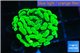 Euphyllia paraancora neon green 3-4 cm WYSIWYG acclimaté