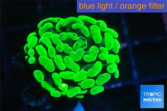 Euphyllia paraancora neon green 3-4 cm WYSIWYG acclimaté