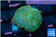 Rhodactis golden blue Tonga 1 polyp WYSIWYG acclimaté