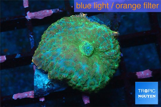 Rhodactis golden blue Tonga 1 polyp WYSIWYG acclimaté