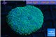 Rhodactis golden blue Tonga 1 polyp WYSIWYG acclimaté