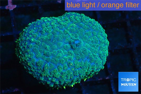 Rhodactis golden blue Tonga 1 polyp WYSIWYG acclimaté