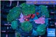 Rhodactis green purple 7-10 cm WYSIWYG acclimaté