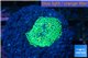 Ricordea floridae green 1 polyp WYSIWYG acclimaté