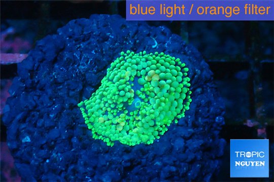 Ricordea floridae green 1 polyp WYSIWYG acclimaté