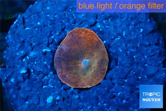Discosoma red fire 1 polyp WYSIWYG acclimaté