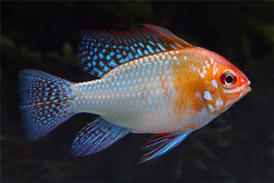 Mikrogeophagus ramirezi doré Europe 3-4 cm