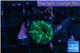 Discosoma striata 1 polyp WYSIWYG acclimaté