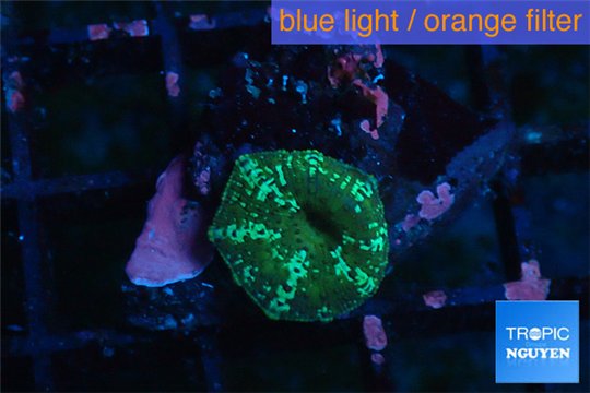 Discosoma striata 1 polyp WYSIWYG acclimaté