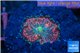 Ricordea premium 1 polyp WYSIWYG acclimaté