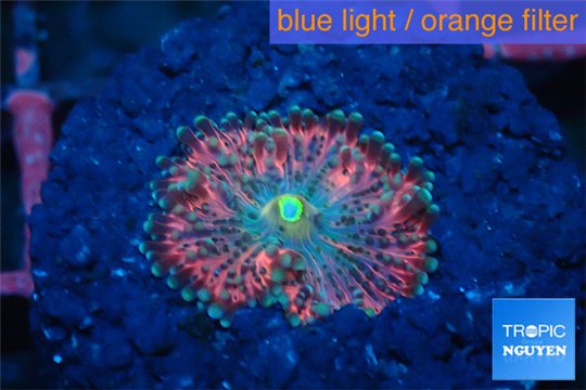 Ricordea premium 1 polyp WYSIWYG acclimaté