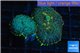 Rhodactis purple blue & golden tips 2 polyps WYSIWYG acclimaté