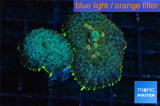 Rhodactis purple blue & golden tips 2 polyps WYSIWYG acclimaté
