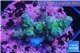 Acropora green & blue tip Indonesia 2-4 cm WYSIWYG acclimaté