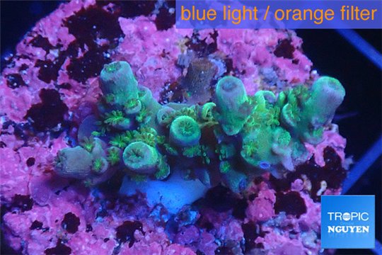 Acropora green & blue tip Indonesia 2-4 cm WYSIWYG acclimaté