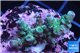 Acropora green & blue tip Indonesia 2-4 cm WYSIWYG acclimaté