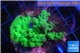 Acropora green Australia 2-4 cm WYSIWYG acclimaté