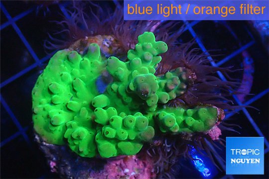 Acropora green Australia 2-4 cm WYSIWYG acclimaté