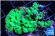 Acropora green Australia 2-4 cm WYSIWYG acclimaté
