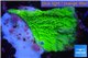 Montipora green cap 2-4 cm WYSIWYG acclimaté