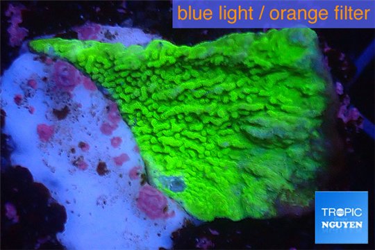Montipora green cap 2-4 cm WYSIWYG acclimaté