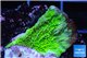 Montipora green cap 2-4 cm WYSIWYG acclimaté