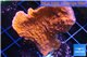 Montipora red cap 4-5 cm WYSIWYG acclimaté