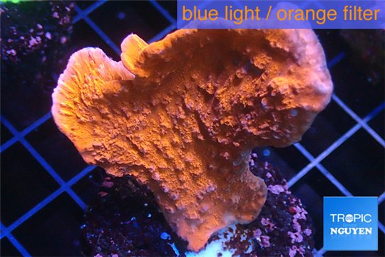 Montipora red cap 4-5 cm WYSIWYG acclimaté