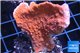 Montipora red cap 4-5 cm WYSIWYG acclimaté