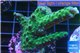 Acropora green purple 3-4 cm WYSIWYG acclimaté
