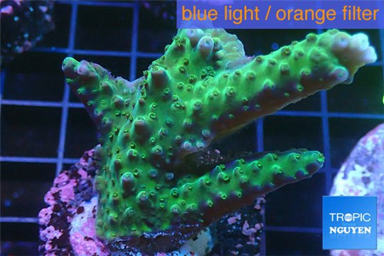 Acropora green purple 3-4 cm WYSIWYG acclimaté