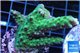 Acropora green purple 3-4 cm WYSIWYG acclimaté