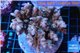 Acropora pink Indonesia 7-12 cm WYSIWYG acclimaté