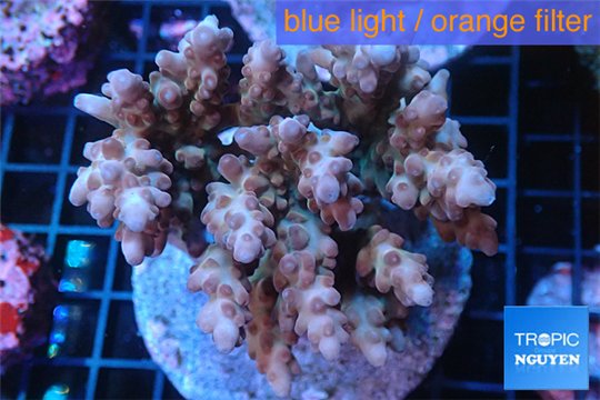 Acropora pink Indonesia 7-12 cm WYSIWYG acclimaté