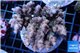 Acropora pink Indonesia 7-12 cm WYSIWYG acclimaté