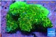 Acropora full neon green 3-5 cm WYSIWYG acclimaté