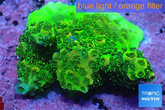 Acropora full neon green 3-5 cm WYSIWYG acclimaté