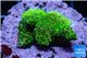 Acropora full neon green 3-5 cm WYSIWYG acclimaté
