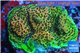 Acropora gold base rock 4-6 cm WYSIWYG acclimaté