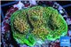 Acropora gold base rock 4-6 cm WYSIWYG acclimaté