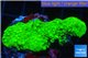 Acropora full neon green 4-6 cm WYSIWYG acclimaté