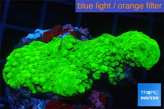 Acropora full neon green 4-6 cm WYSIWYG acclimaté