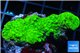 Acropora full neon green 4-6 cm WYSIWYG acclimaté