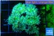 Duncanopsammia green 7-10 polyps WYSIWYG acclimaté