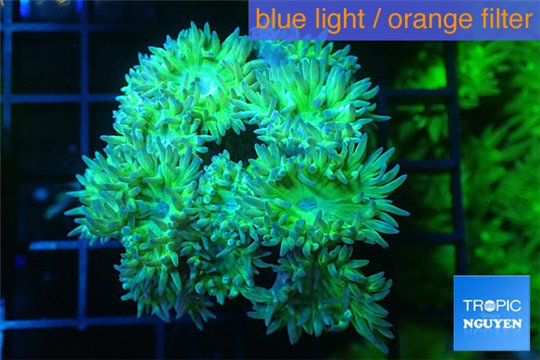 Duncanopsammia green 7-10 polyps WYSIWYG acclimaté