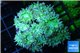 Duncanopsammia green 7-10 polyps WYSIWYG acclimaté