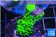Acropora neon green 2-4 cm WYSIWYG acclimaté