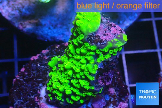 Acropora neon green 2-4 cm WYSIWYG acclimaté